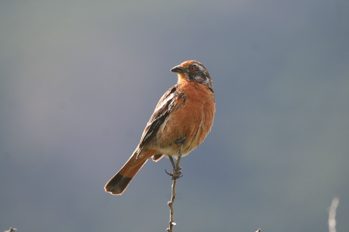 Rufous-tailed Plantcutter - ML702680