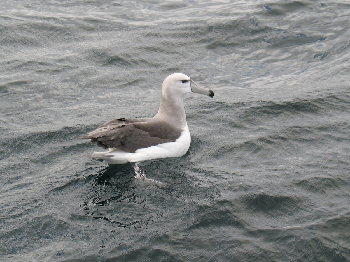 White-capped Albatross - John Martin