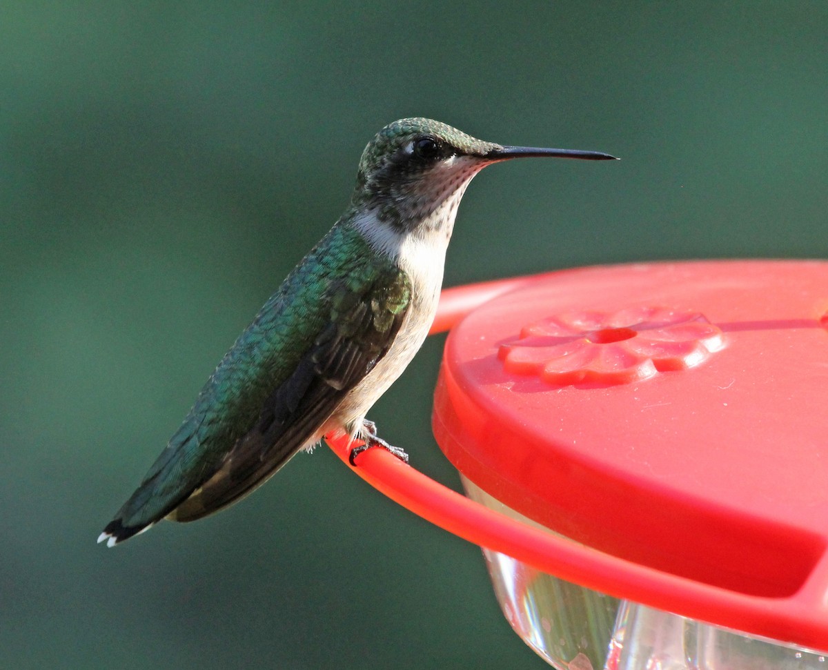 Ruby-throated Hummingbird - Janeal W. Thompson