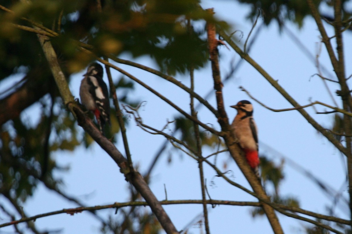 Great Spotted Woodpecker - Juan martinez