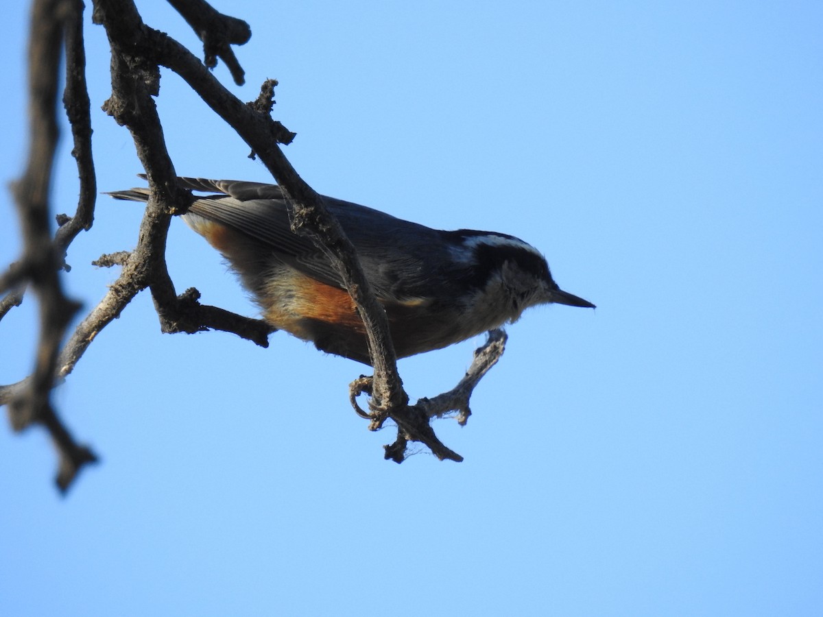 Red-breasted Nuthatch - ML70273031