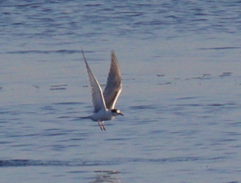 Common Tern - ML70273901