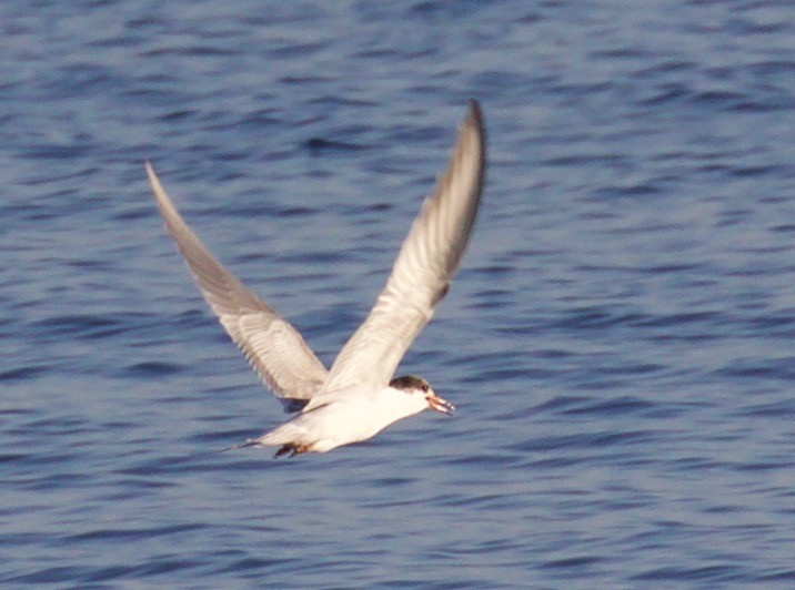 Common Tern - ML70273911