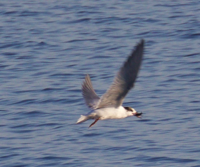 Common Tern - Cathy Reader