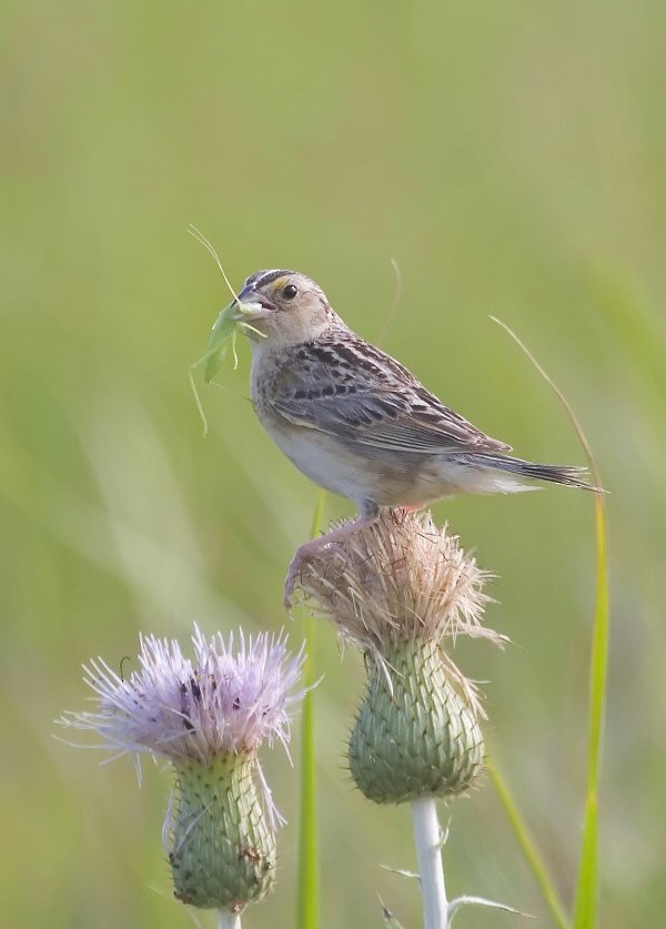 Grasshopper Sparrow - ML702762