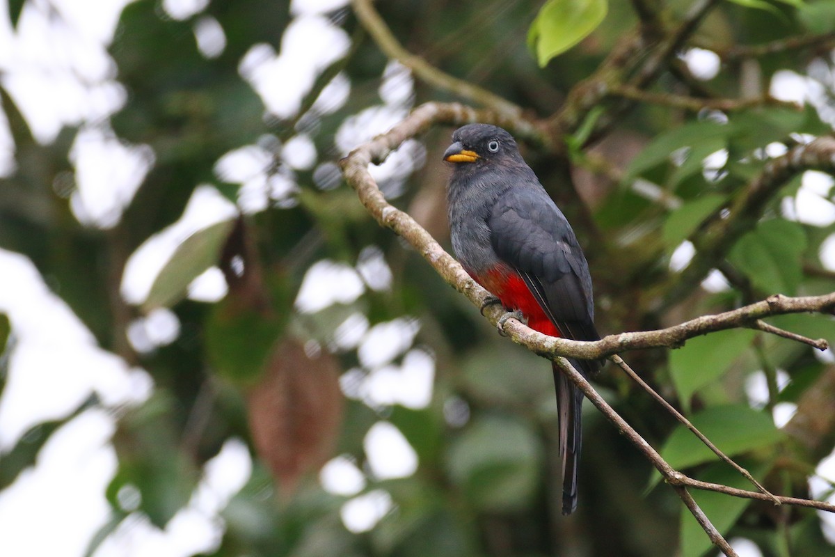 Blue-tailed Trogon - Devin Griffiths