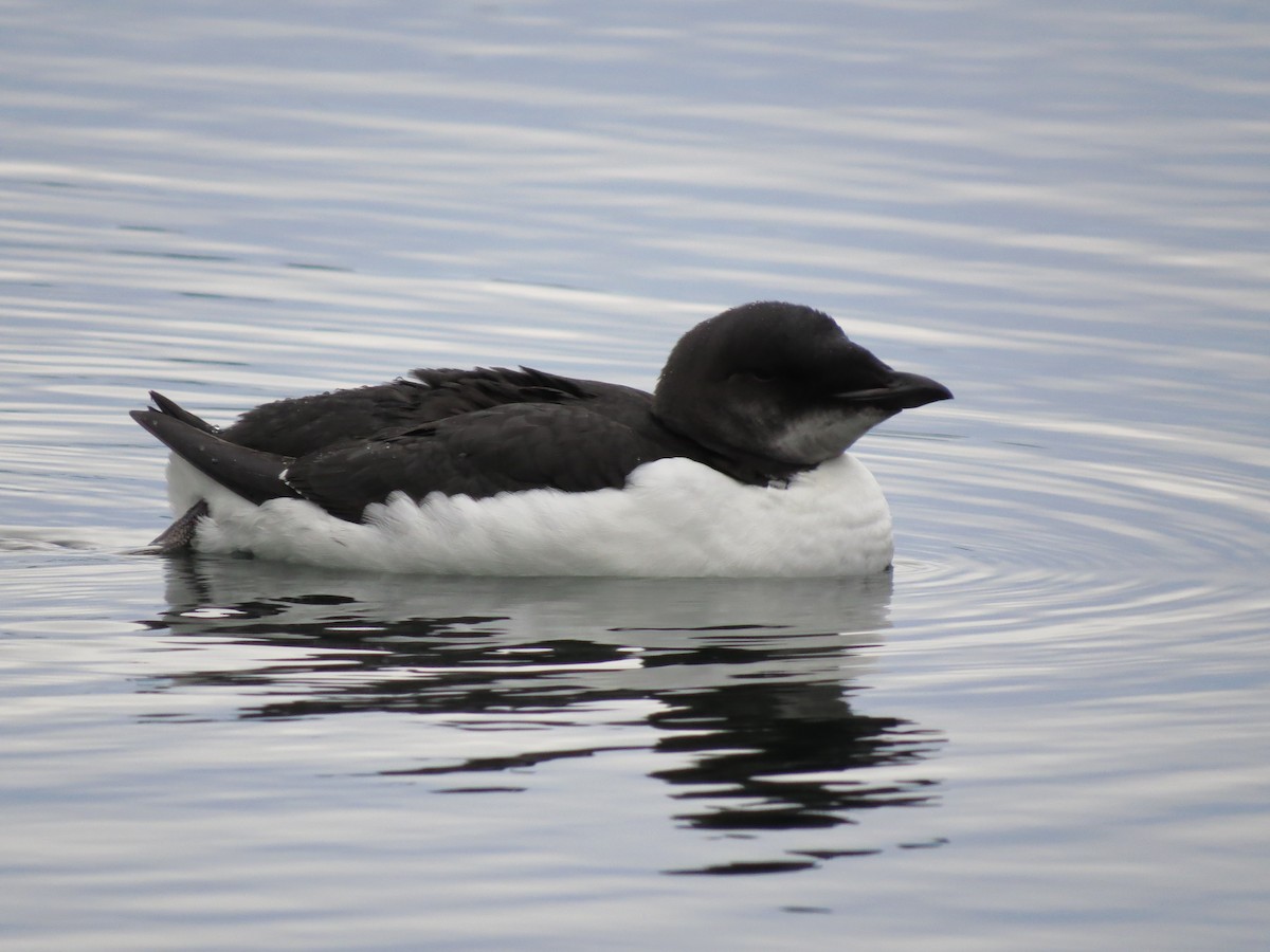 Thick-billed Murre - ML70278361