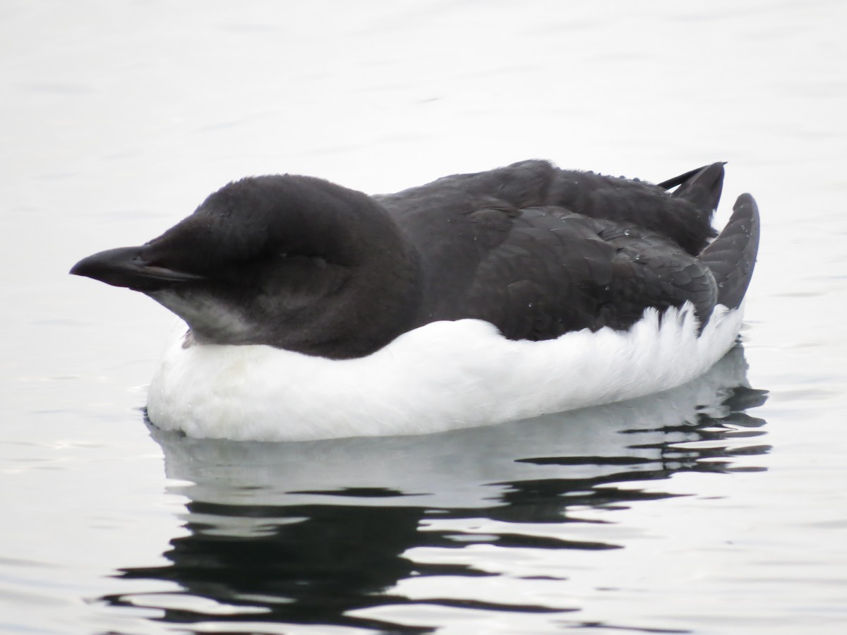 Thick-billed Murre - Bob Curry