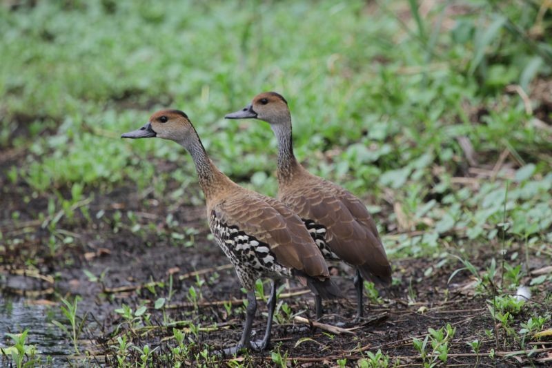 West Indian Whistling-Duck - ML702797