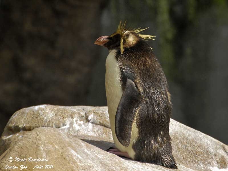 Southern Rockhopper Penguin - Nicole Bouglouan
