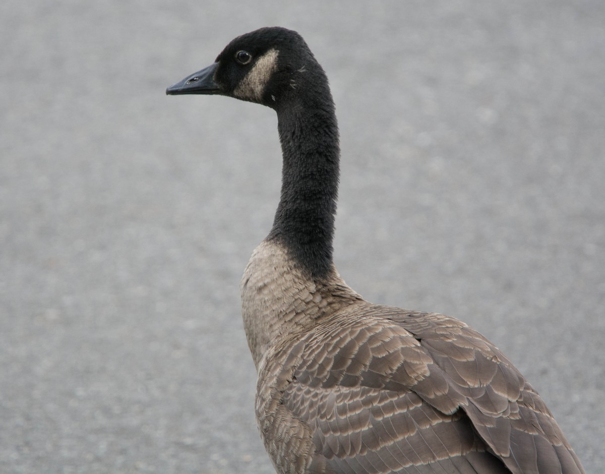 Canada Goose - Louis Lemay
