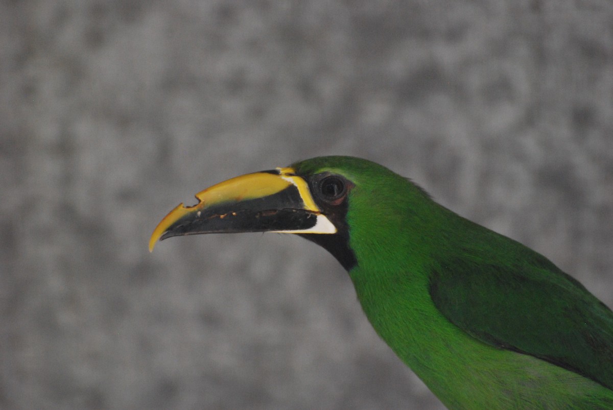 Southern Emerald-Toucanet (Black-throated) - JONATHAN BEILBY
