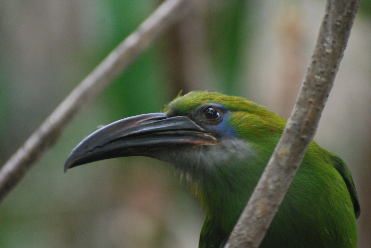 Groove-billed Toucanet (Groove-billed) - JONATHAN BEILBY