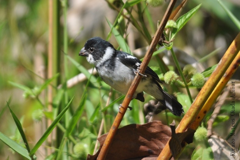 Wing-barred Seedeater - ML702847