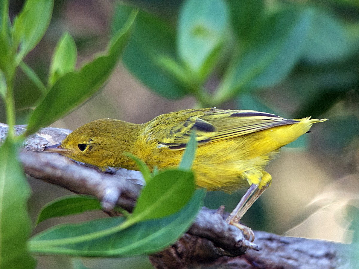 Yellow Warbler (Golden) - ML70286031