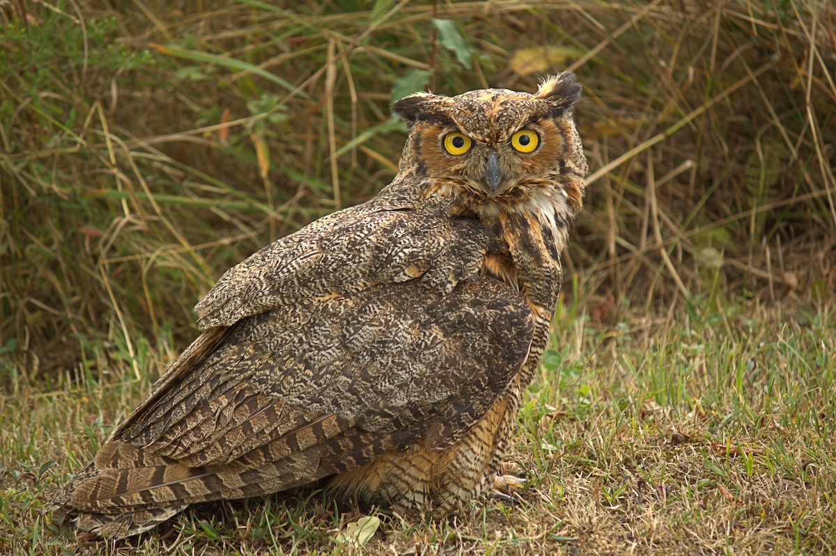 Great Horned Owl - Dennis McNeill