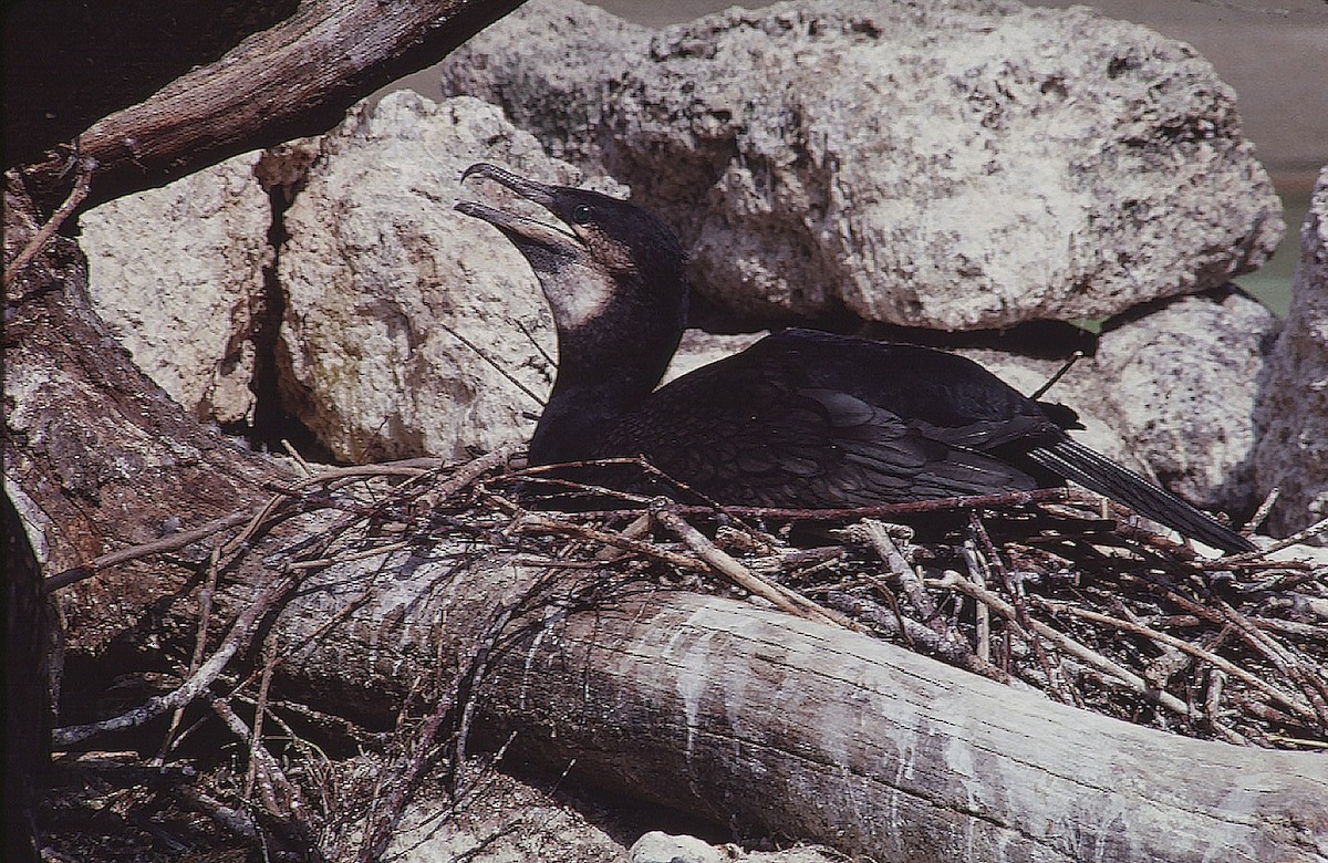 Great Cormorant (North Atlantic) - Josep del Hoyo
