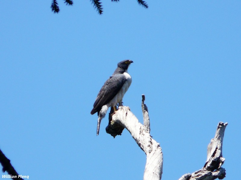 Gray-bellied Hawk - Willian Menq