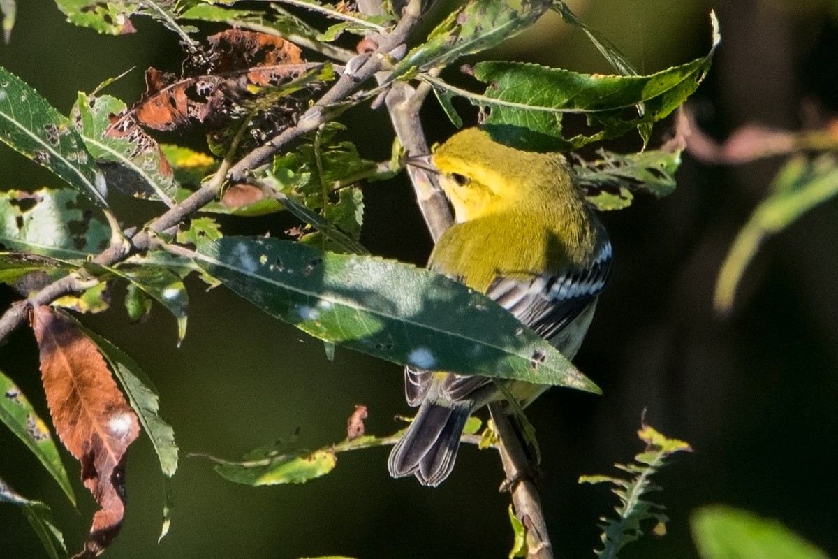 Black-throated Green Warbler - ML70288621