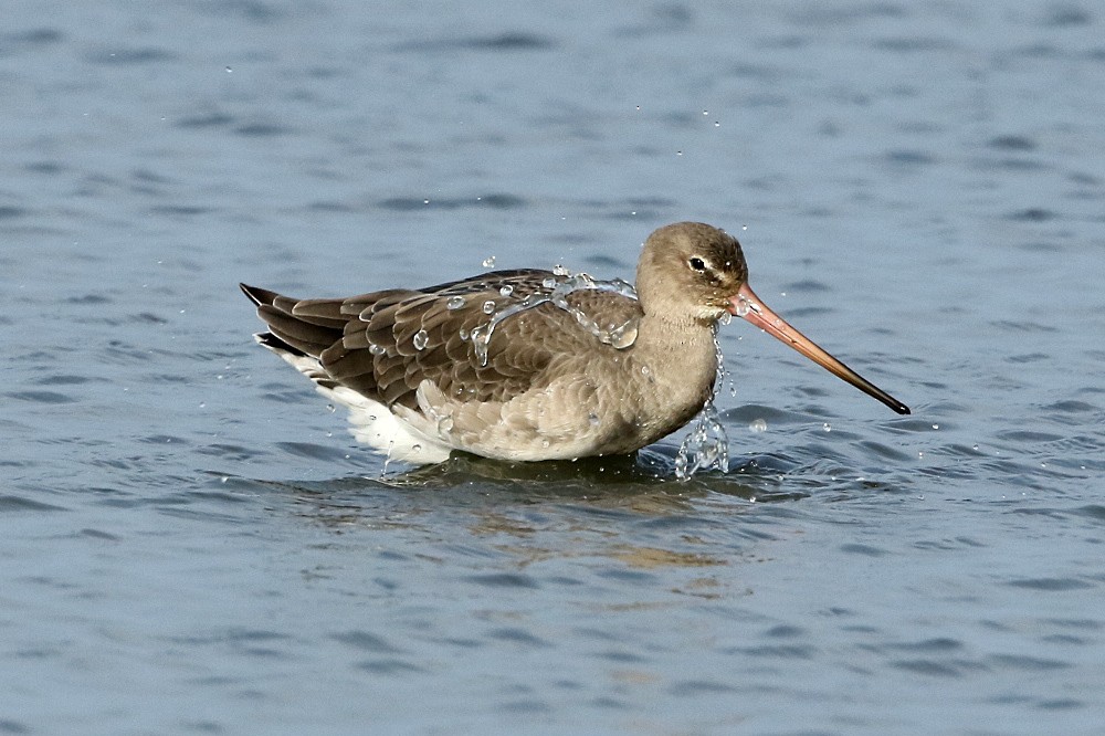 Black-tailed Godwit - Dominic Mitchell