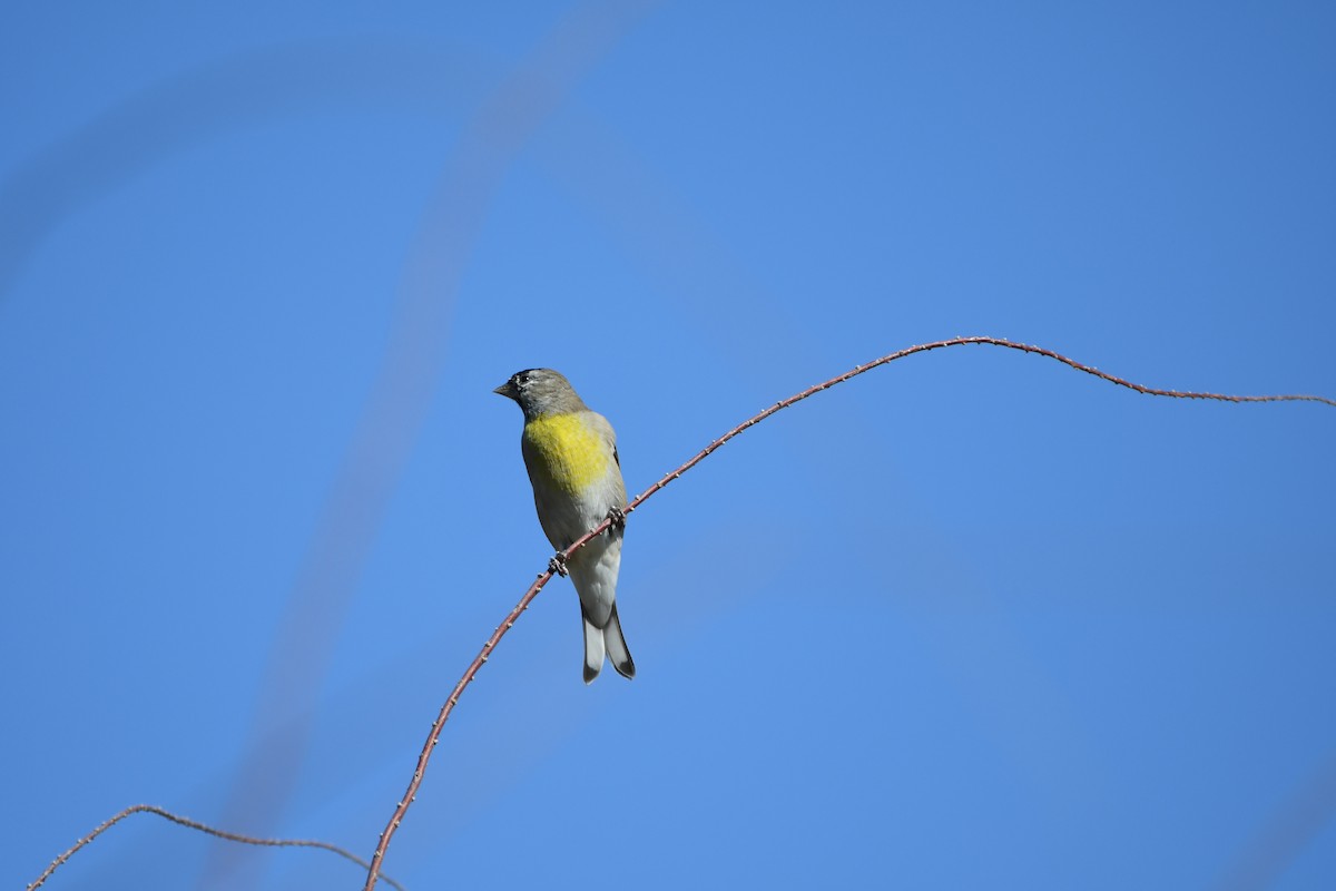 Lawrence's Goldfinch - ML70290231