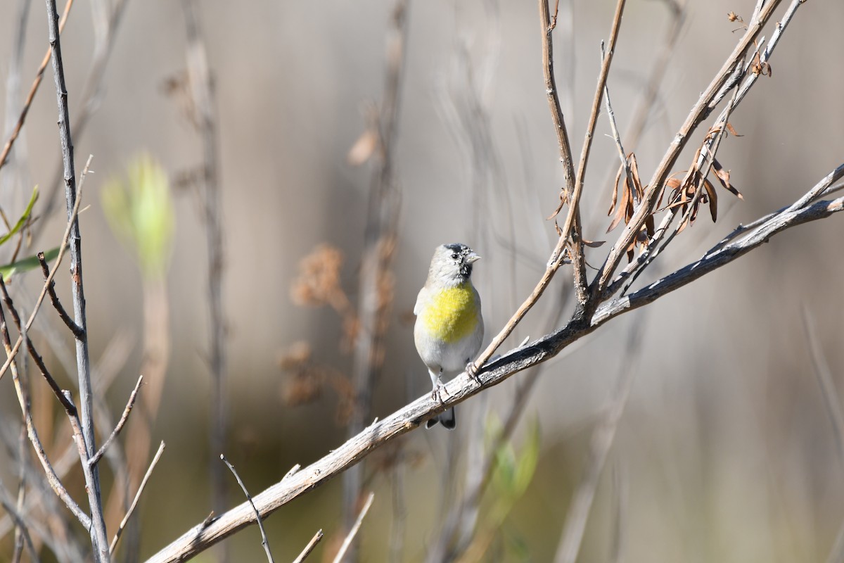 Lawrence's Goldfinch - ML70290241
