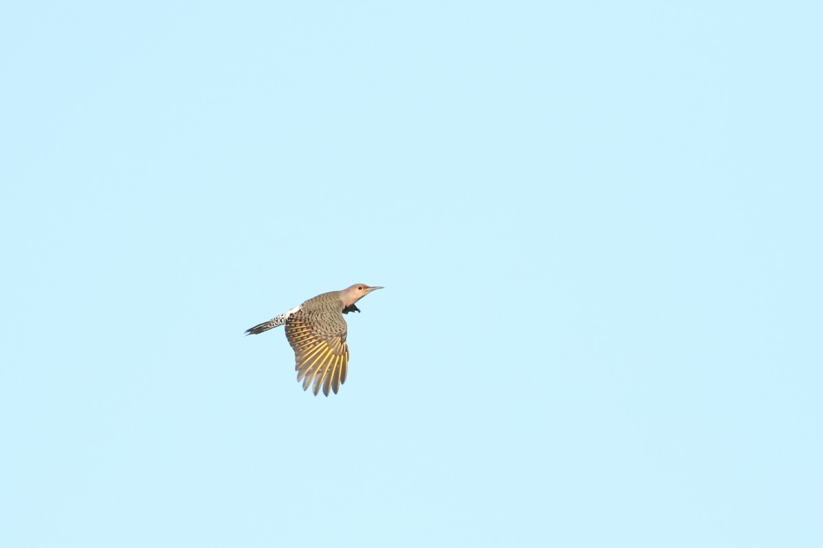 Northern Flicker (Yellow-shafted) - ML70291091