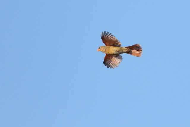 Female Northern Cardinal in flight. - Northern Cardinal - 