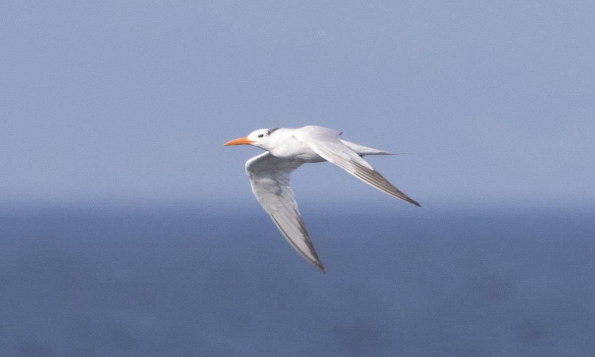 Royal Tern - Brian Sullivan