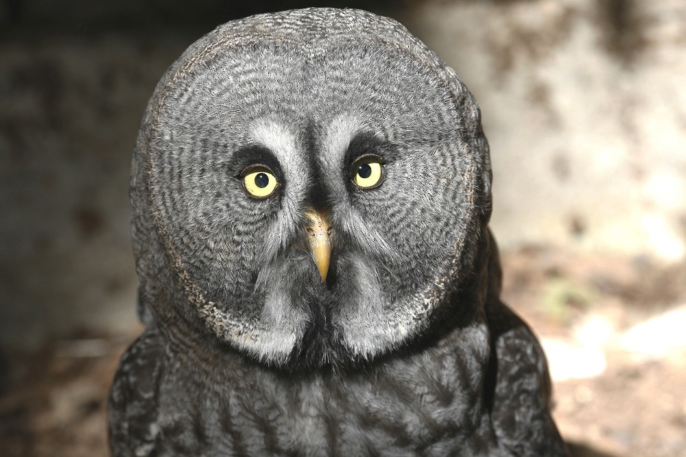 Great Gray Owl - raniero massoli novelli