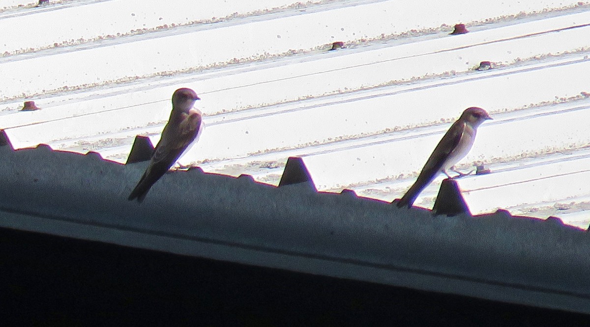 Northern Rough-winged Swallow - ML70295891