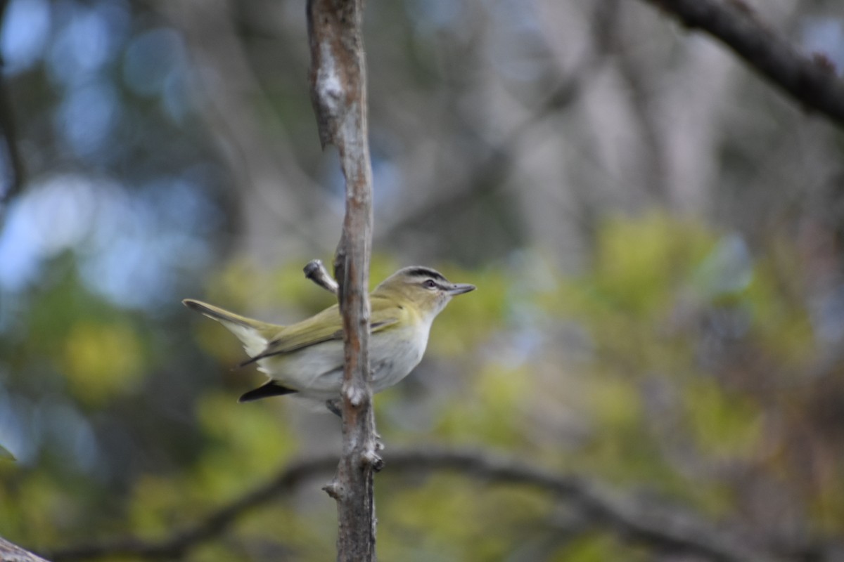 Red-eyed Vireo - Steven Weiss