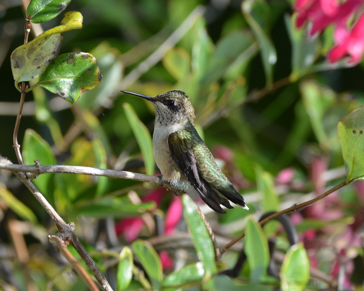 Ruby-throated Hummingbird - ML70296131