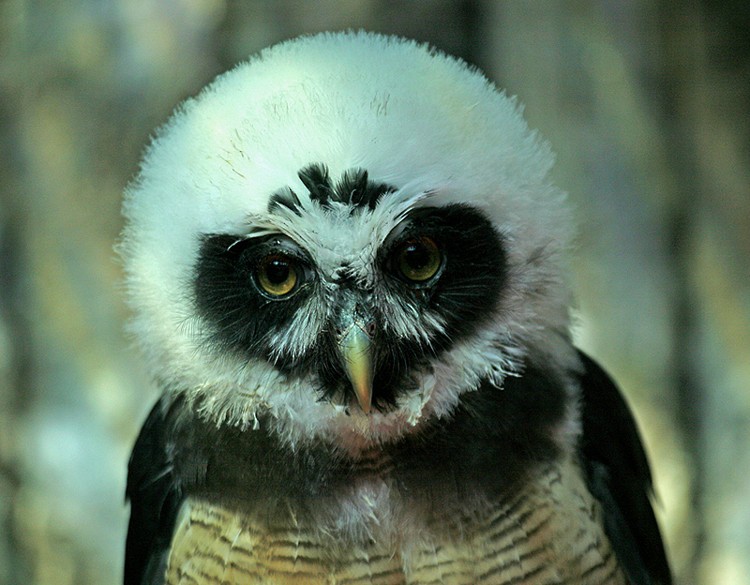 Spectacled Owl - raniero massoli novelli