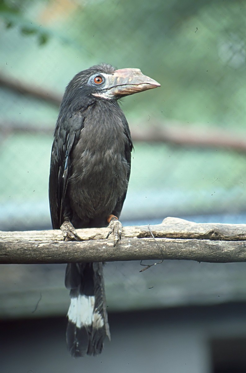 Mindanao Hornbill - chris johnson