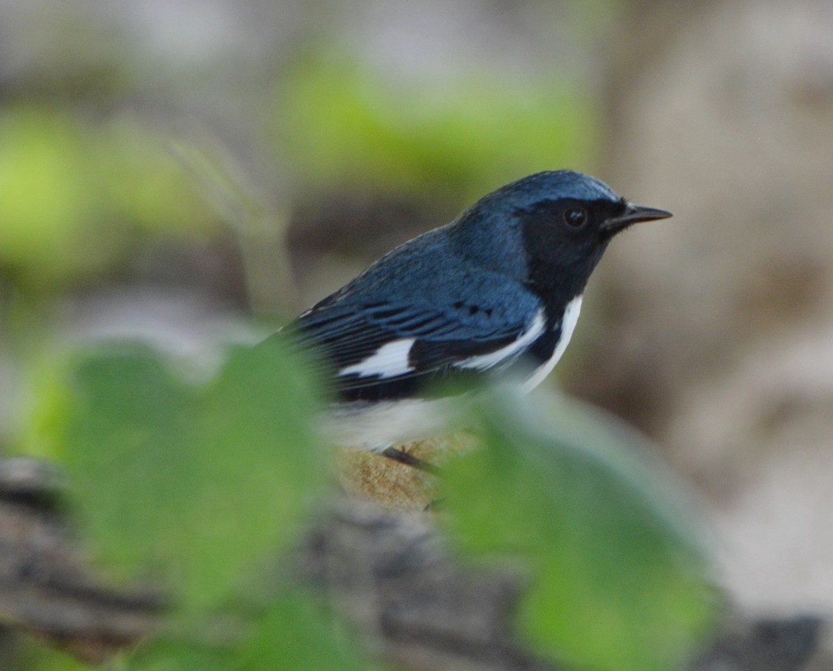 Black-throated Blue Warbler - ML70298151