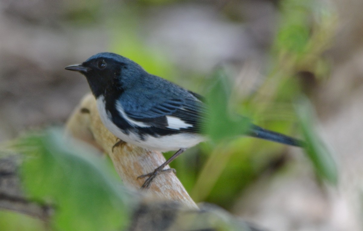 Black-throated Blue Warbler - Daniel Sachse
