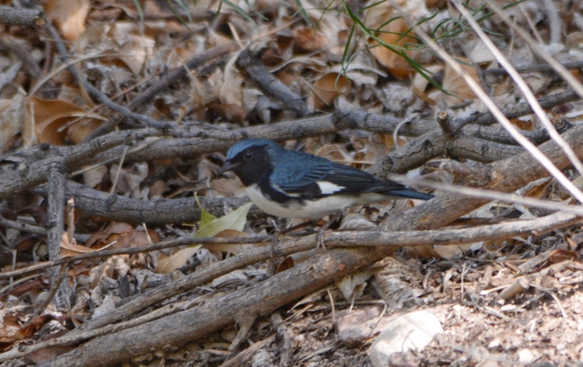 Black-throated Blue Warbler - ML70298181