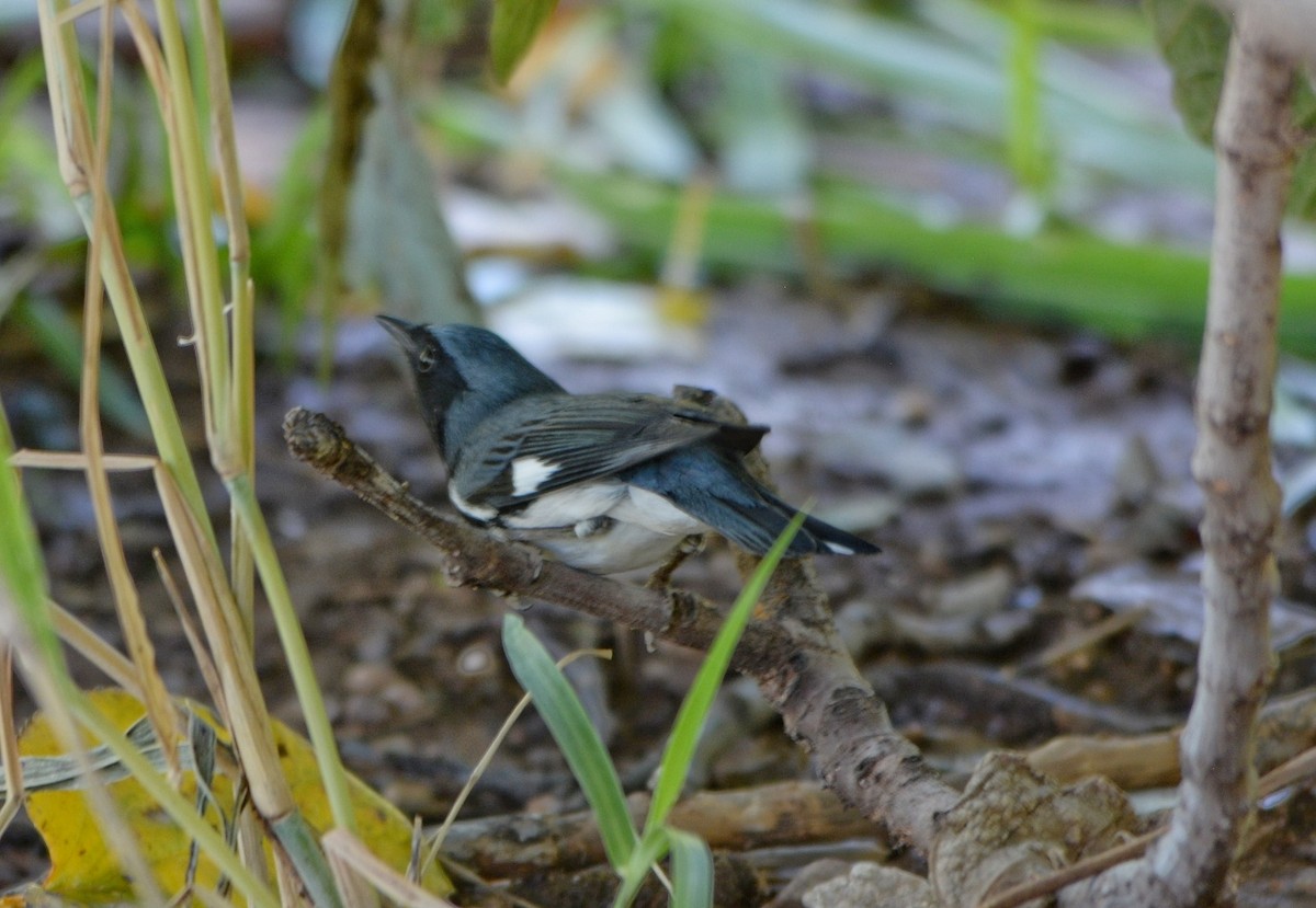 Black-throated Blue Warbler - ML70298191