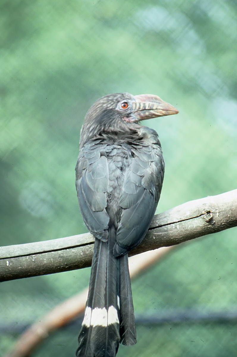 Mindanao Hornbill - chris johnson