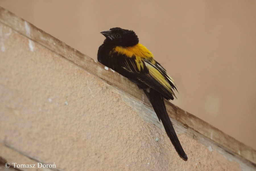 Yellow-mantled Widowbird (Yellow-mantled) - Tomasz Doroń