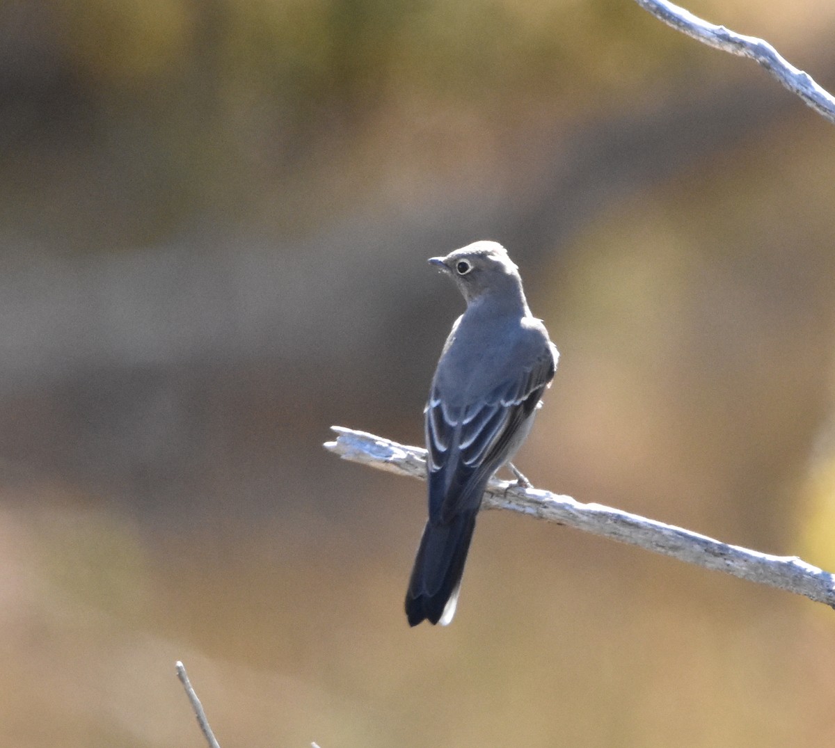 Townsend's Solitaire - ML70301421