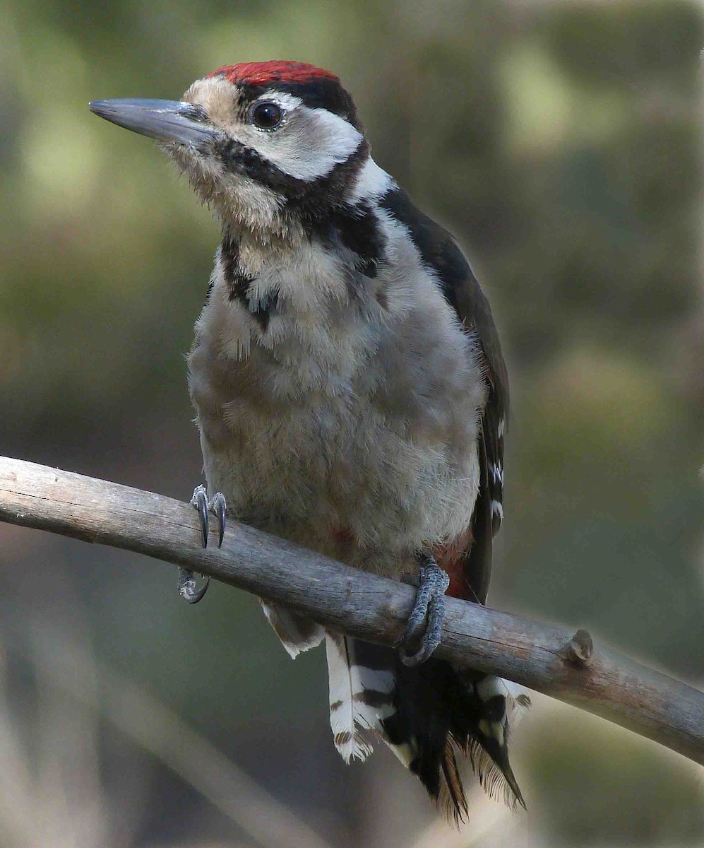 Great Spotted Woodpecker - Josep Batlle