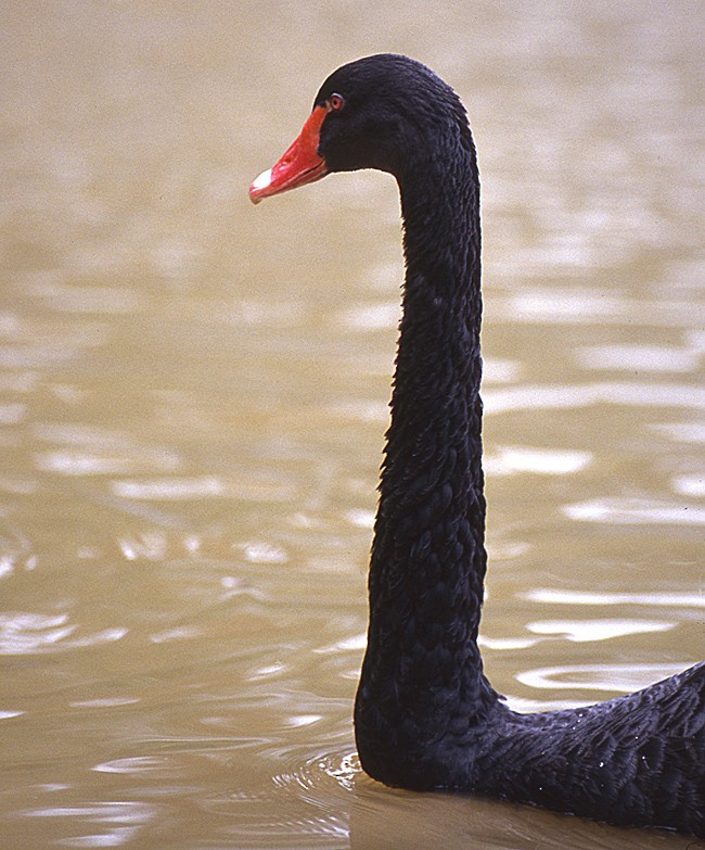 Black Swan - raniero massoli novelli