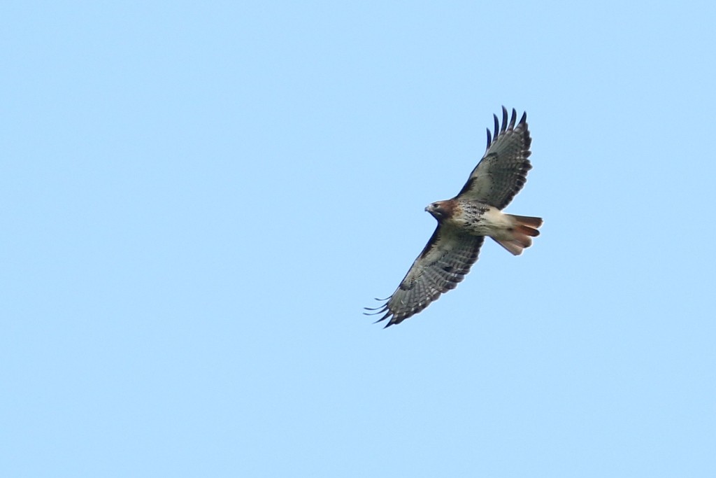 Red-tailed Hawk - Maurice Raymond