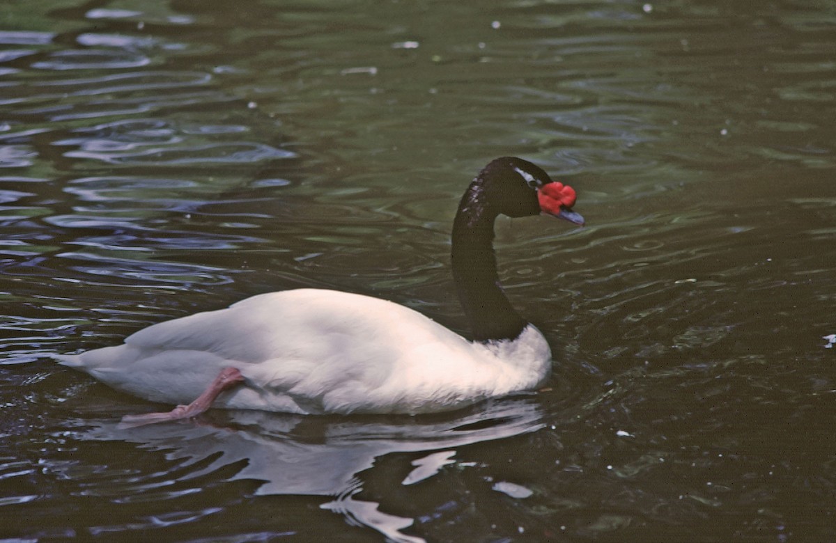 Black-necked Swan - Josep del Hoyo