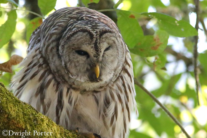 Barred Owl - ML70308491