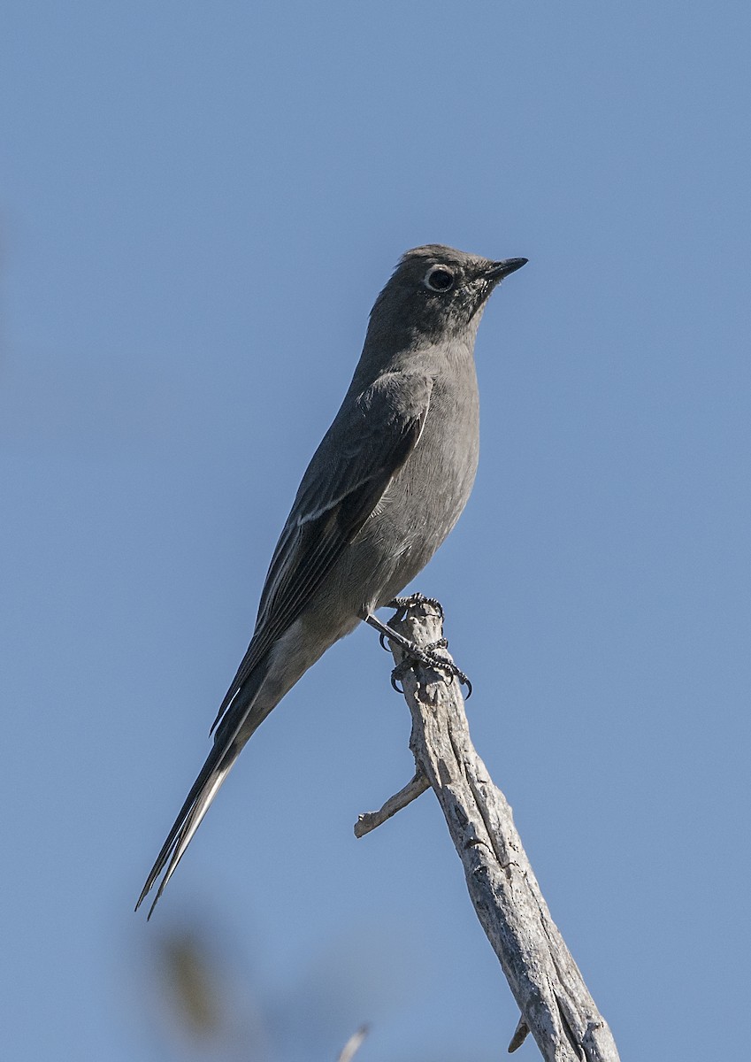 Townsend's Solitaire - Terry  Hurst