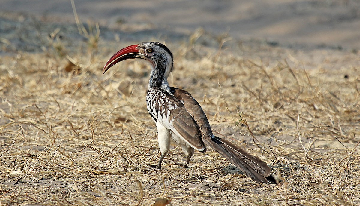 Southern Red-billed Hornbill - Marco Valentini