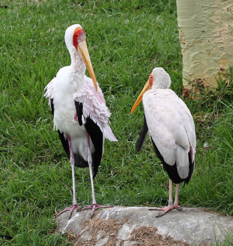Yellow-billed Stork - Ian K Barker